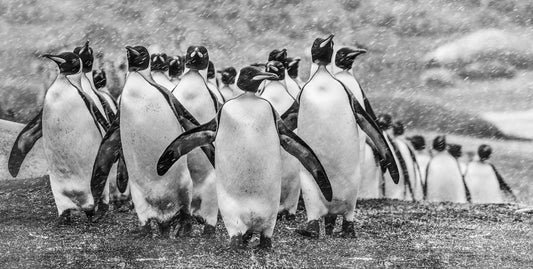 Napoleon-Photographic Print-David Yarrow-Sorrel Sky Gallery