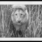 Narnia-Photographic Print-David Yarrow-Sorrel Sky Gallery