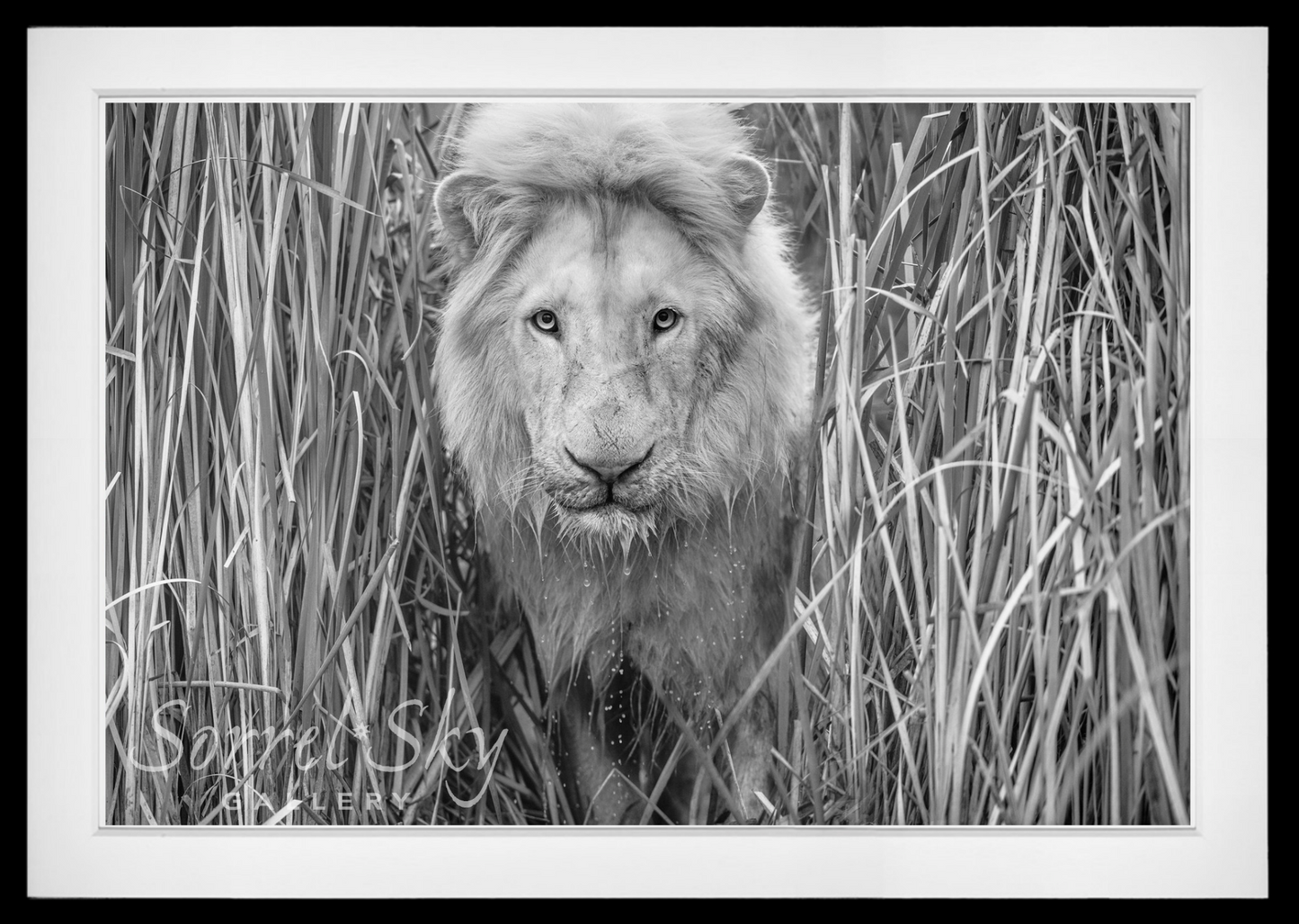 Narnia-Photographic Print-David Yarrow-Sorrel Sky Gallery