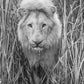 Narnia-Photographic Print-David Yarrow-Sorrel Sky Gallery