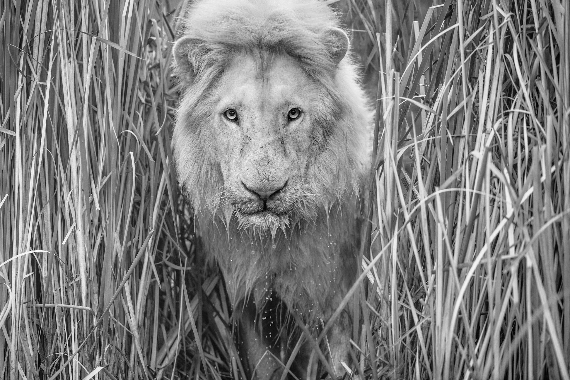 Narnia-Photographic Print-David Yarrow-Sorrel Sky Gallery