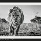 No Laughing Matter-Photographic Print-David Yarrow-Sorrel Sky Gallery