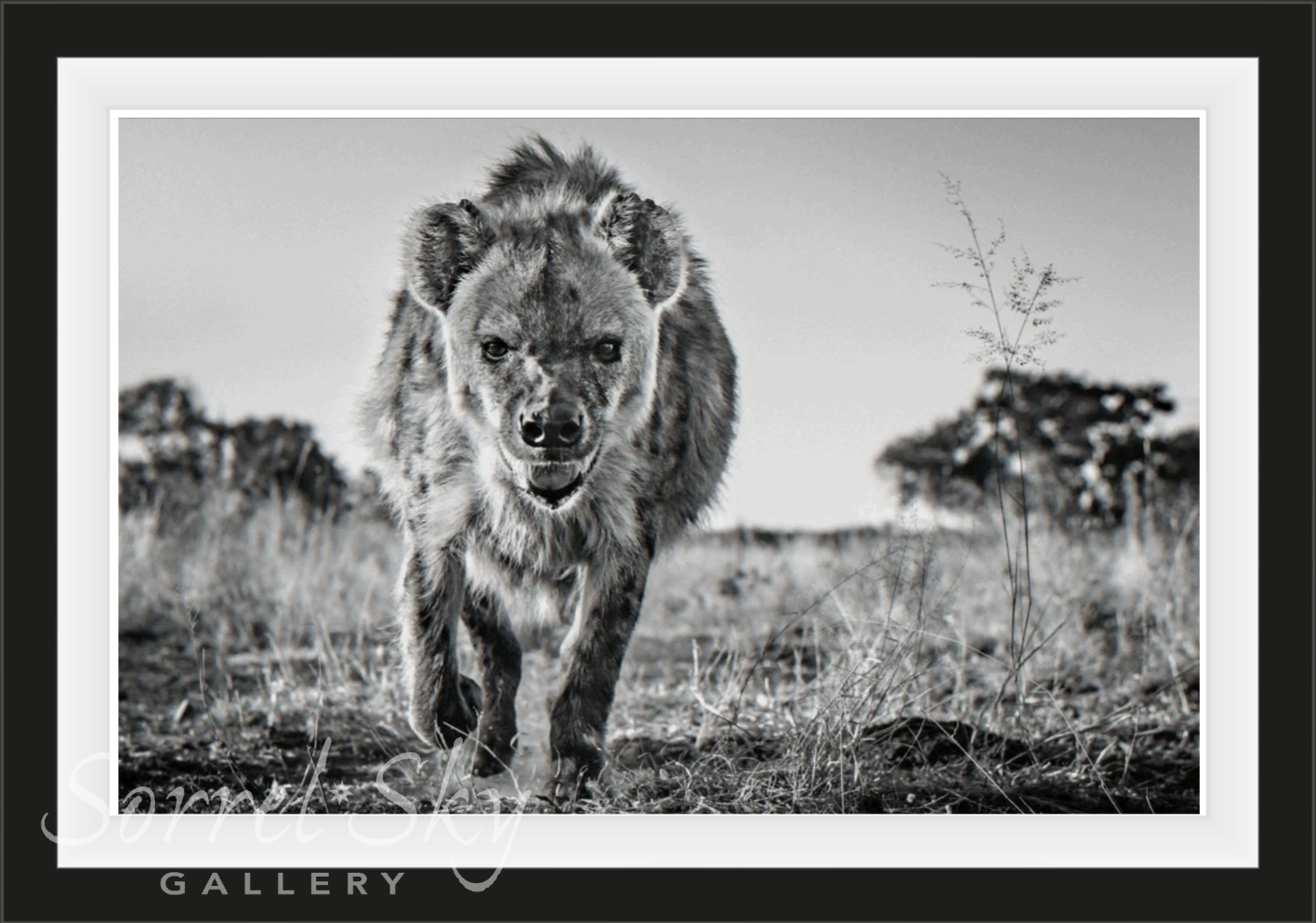 No Laughing Matter-Photographic Print-David Yarrow-Sorrel Sky Gallery