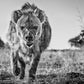 David Yarrow