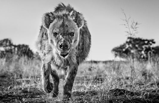 David Yarrow