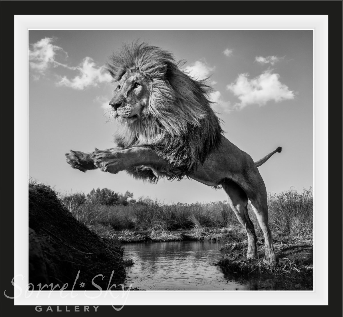 O CAPTAIN! MY CAPTAIN!-Photographic Print-David Yarrow-Sorrel Sky Gallery