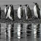 OCEAN’S ELEVEN-Photographic Print-David Yarrow-Sorrel Sky Gallery