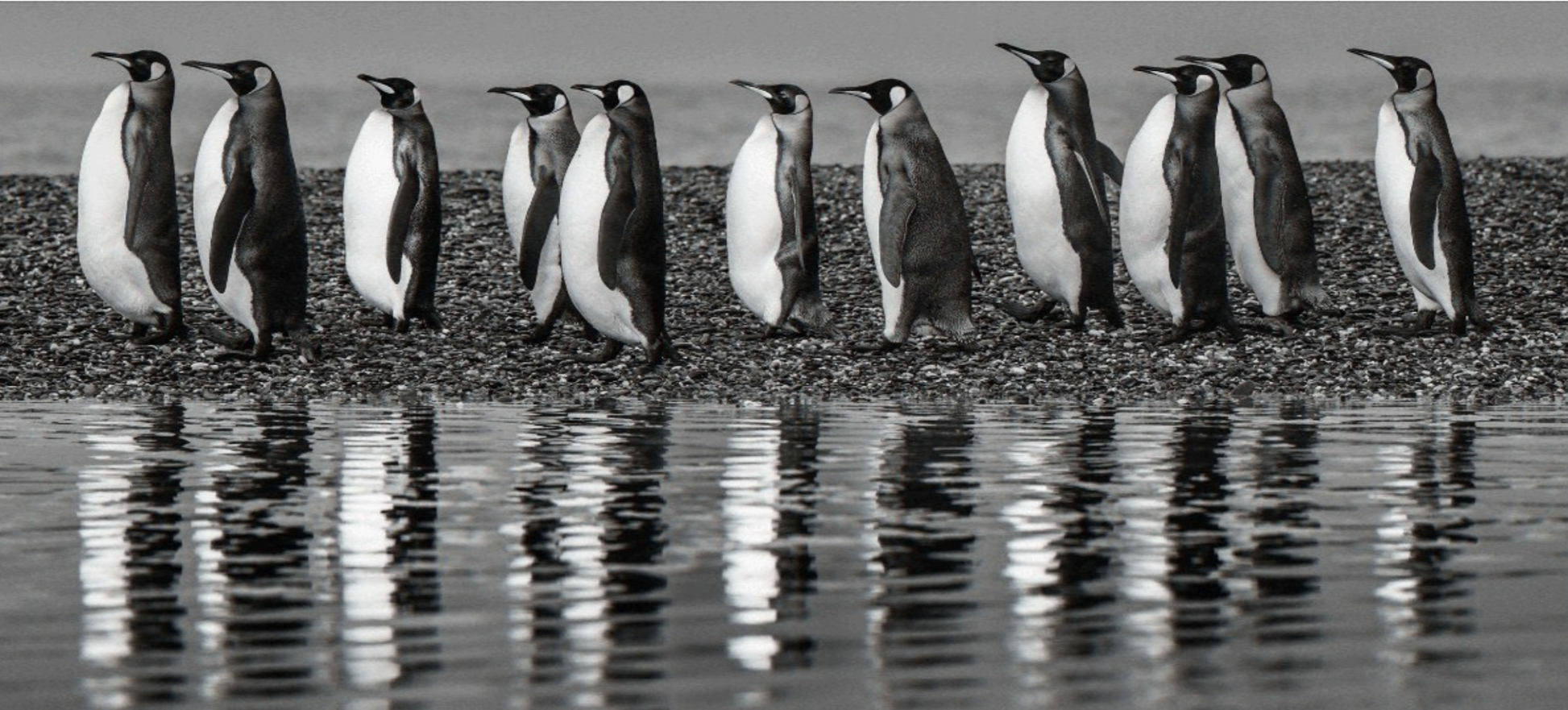 OCEAN’S ELEVEN-Photographic Print-David Yarrow-Sorrel Sky Gallery