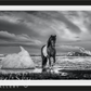 ON THE ROCKS-Photographic Print-David Yarrow-Sorrel Sky Gallery