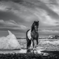 ON THE ROCKS-Photographic Print-David Yarrow-Sorrel Sky Gallery