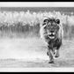 One Foot On The Ground-Photographic Print-David Yarrow-Sorrel Sky Gallery