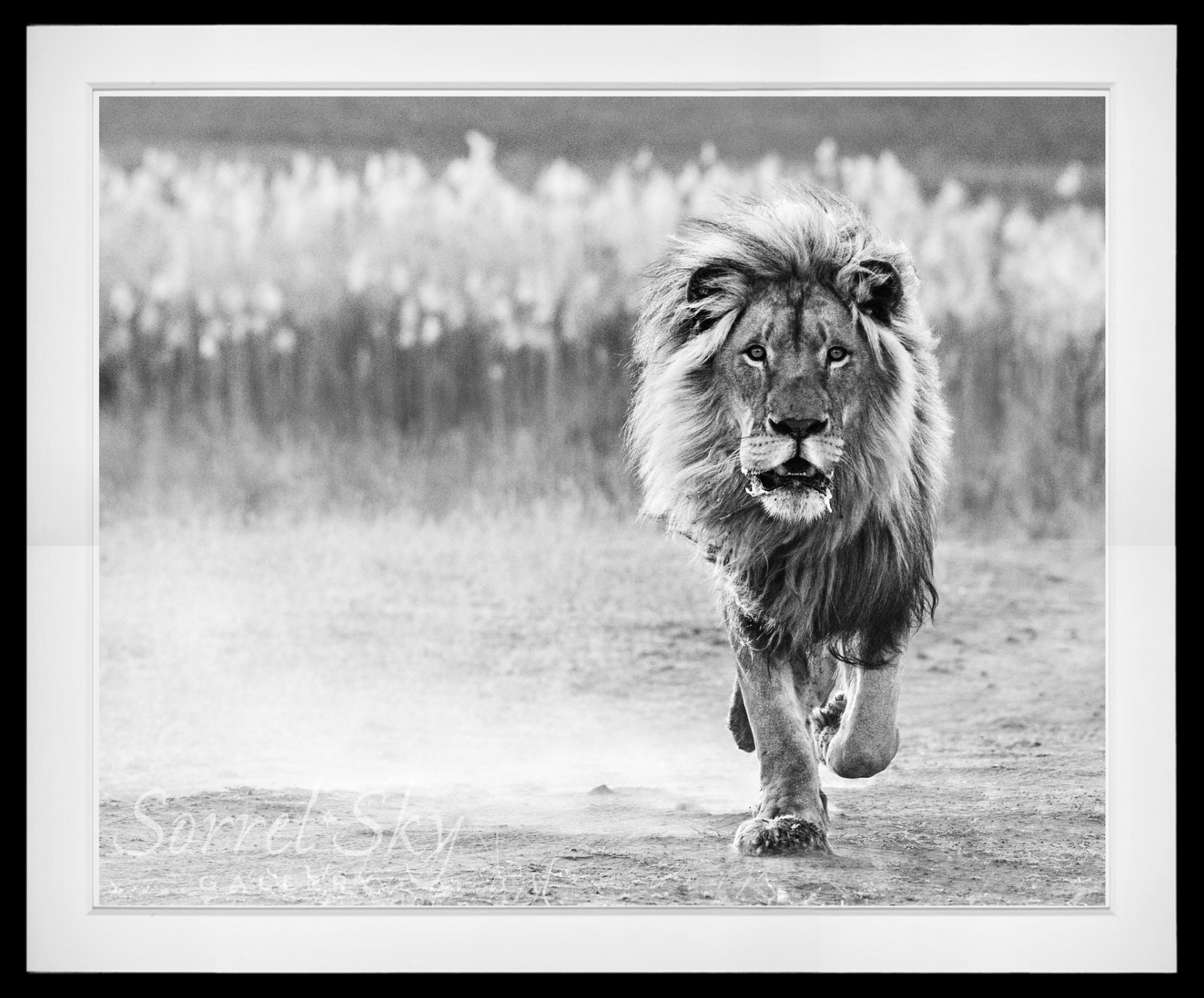 One Foot On The Ground-Photographic Print-David Yarrow-Sorrel Sky Gallery