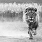 One Foot On The Ground-Photographic Print-David Yarrow-Sorrel Sky Gallery