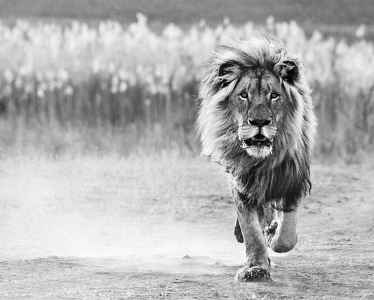 One Foot On The Ground-Photographic Print-David Yarrow-Sorrel Sky Gallery