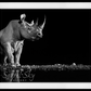 Precious-Photographic Print-David Yarrow-Sorrel Sky Gallery