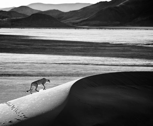 Prowl-Photographic Print-David Yarrow-Sorrel Sky Gallery