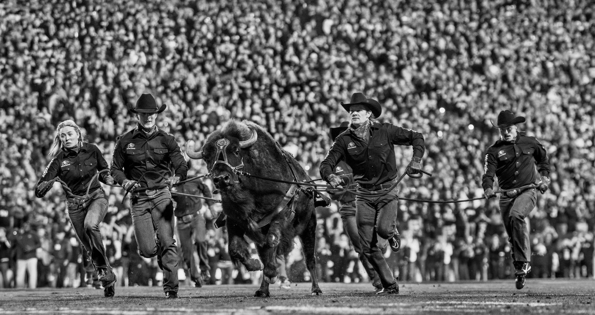 RALPHIE THE BUFFALO-Photographic Print-David Yarrow-Sorrel Sky Gallery