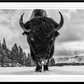 ROAD RAGE-Photographic Print-David Yarrow-Sorrel Sky Gallery