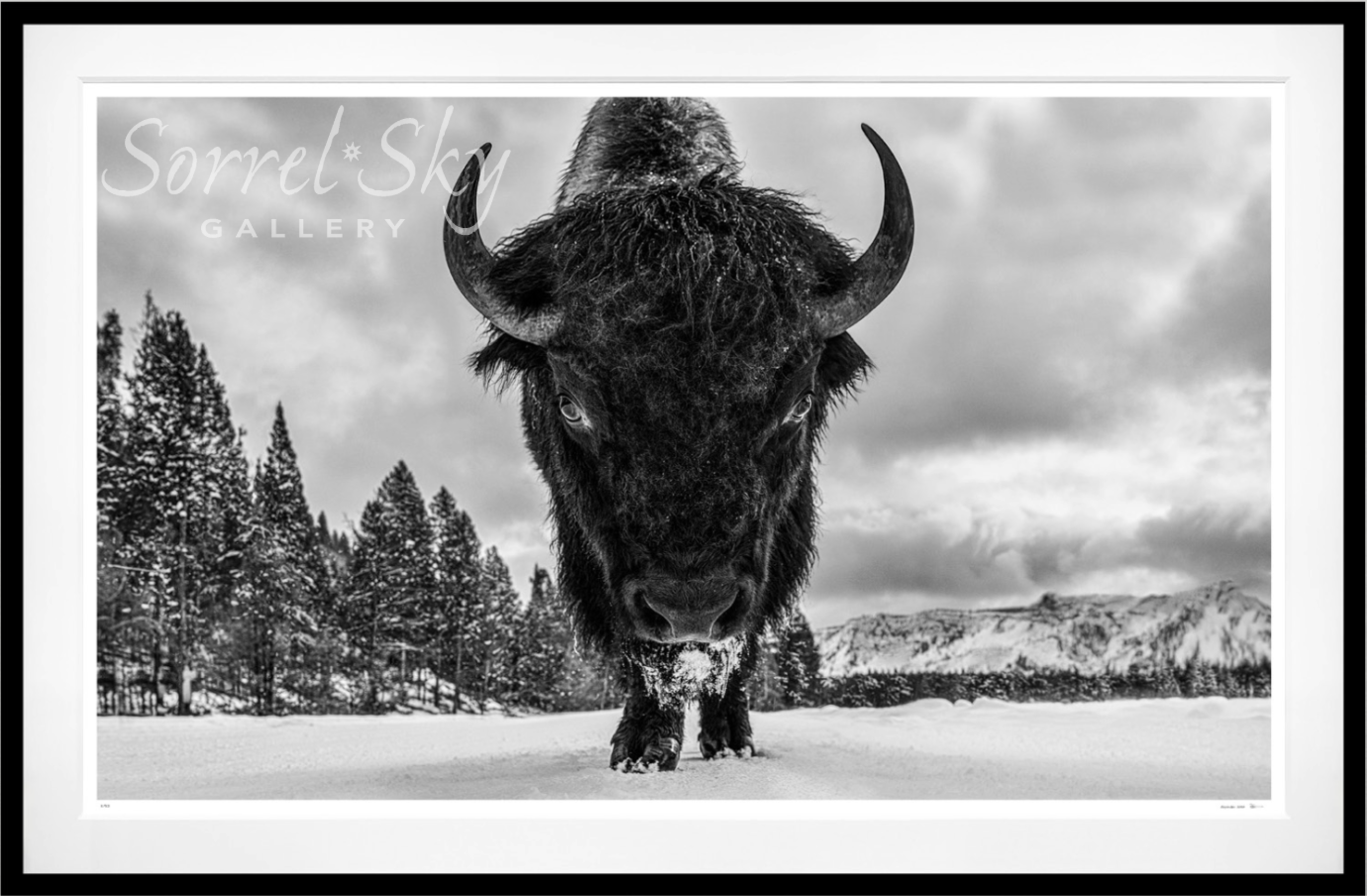 ROAD RAGE-Photographic Print-David Yarrow-Sorrel Sky Gallery