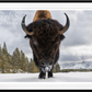 ROAD RAGE - Colour-Photographic Print-David Yarrow-Sorrel Sky Gallery