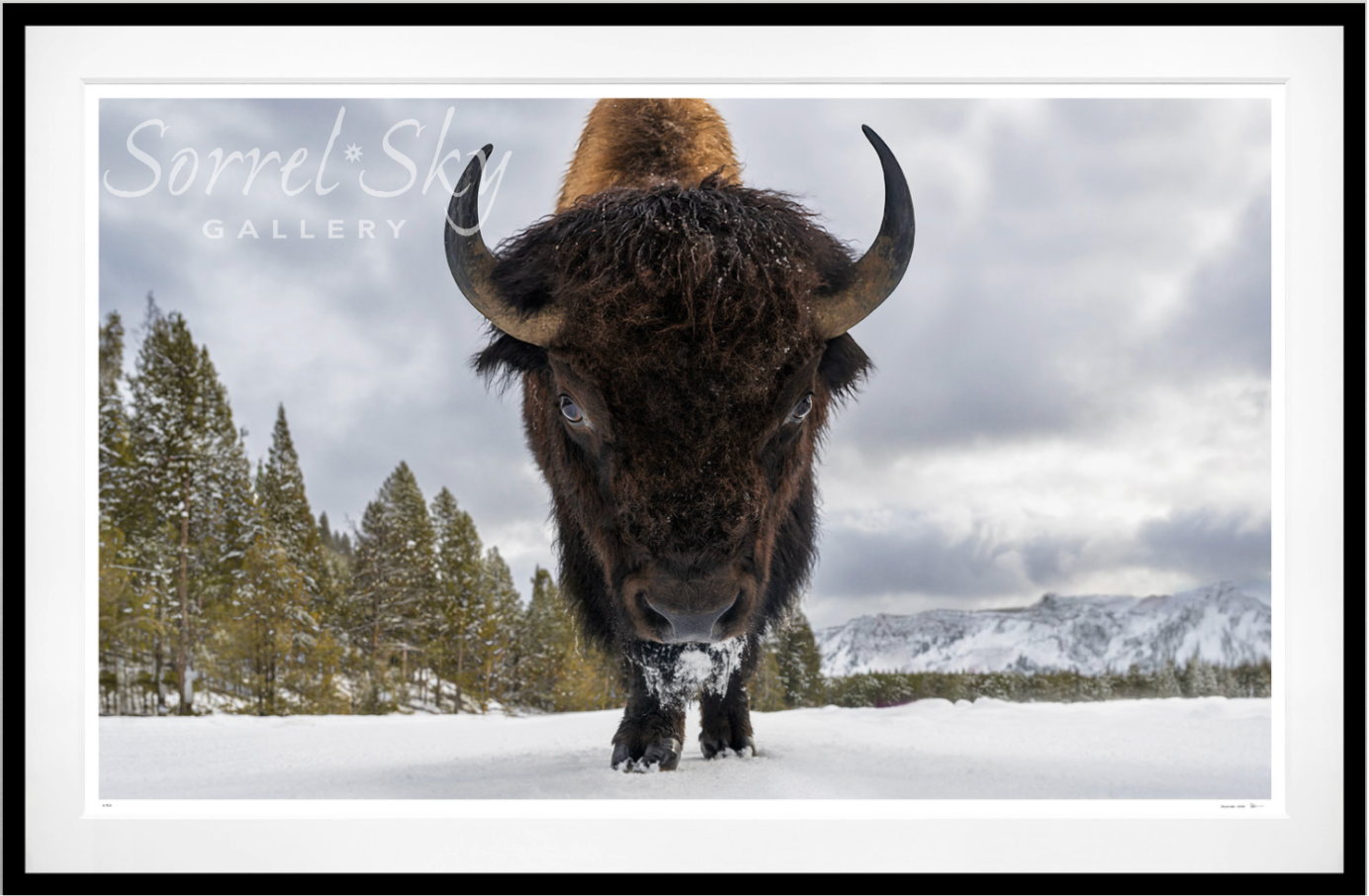 ROAD RAGE - Colour-Photographic Print-David Yarrow-Sorrel Sky Gallery