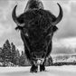 ROAD RAGE-Photographic Print-David Yarrow-Sorrel Sky Gallery