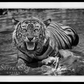 Risky Business-Photographic Print-David Yarrow-Sorrel Sky Gallery