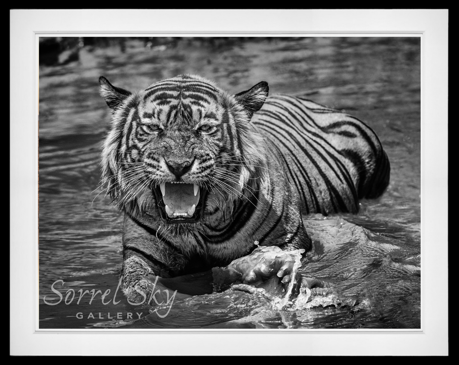 Risky Business-Photographic Print-David Yarrow-Sorrel Sky Gallery