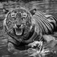 Risky Business-Photographic Print-David Yarrow-Sorrel Sky Gallery