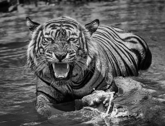 Risky Business-Photographic Print-David Yarrow-Sorrel Sky Gallery