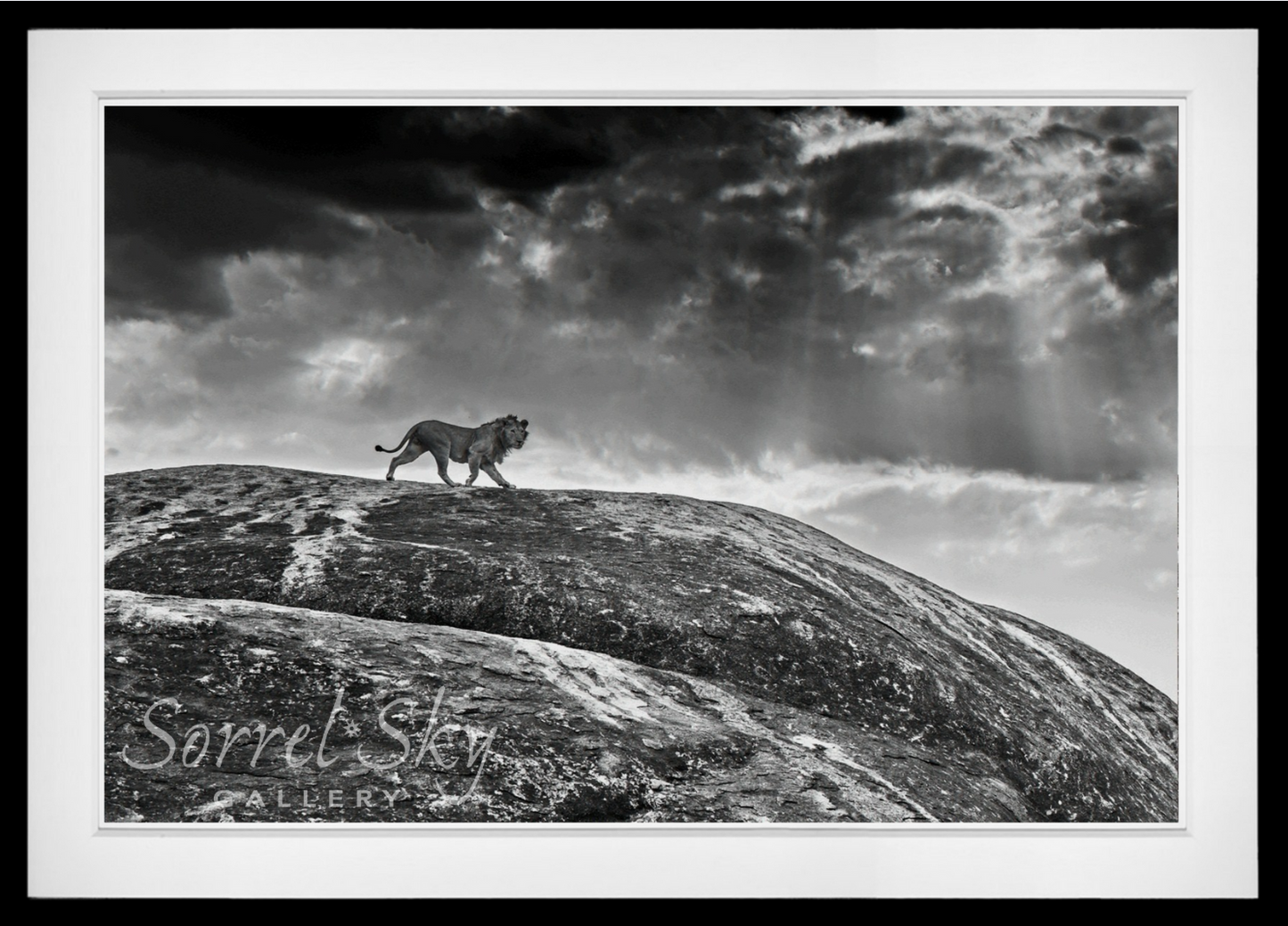 Rock Star-Photographic Print-David Yarrow-Sorrel Sky Gallery