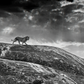 Rock Star-Photographic Print-David Yarrow-Sorrel Sky Gallery