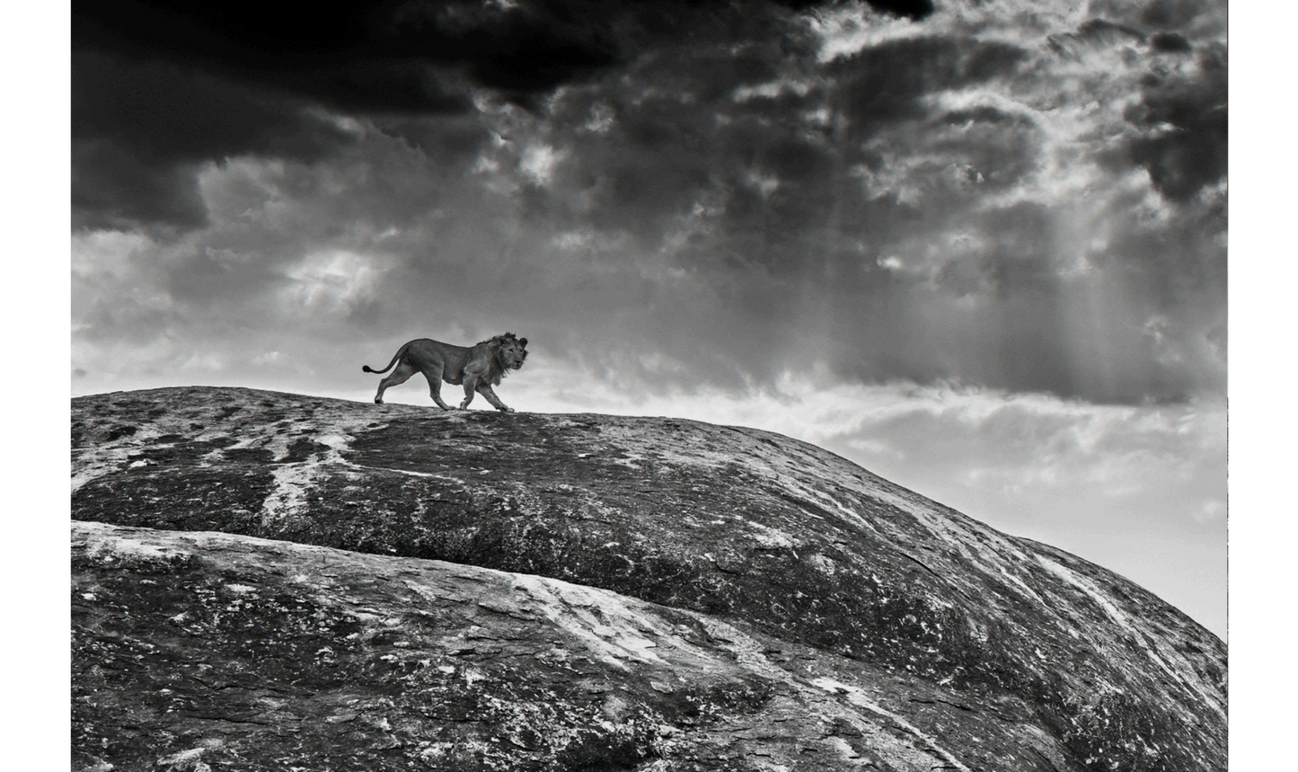 Rock Star-Photographic Print-David Yarrow-Sorrel Sky Gallery