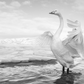 SWAN LAKE-Photographic Print-David Yarrow-Sorrel Sky Gallery