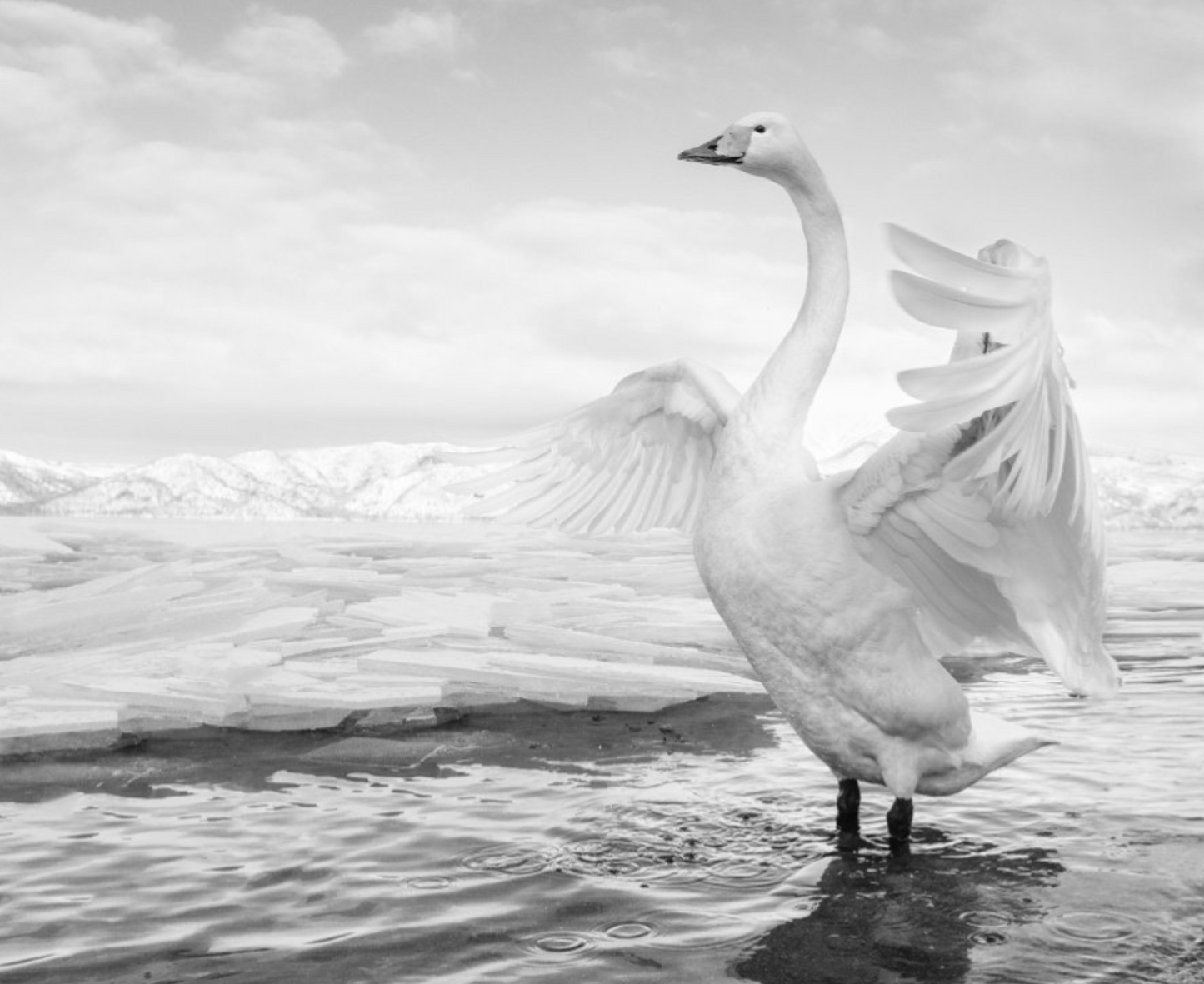 SWAN LAKE-Photographic Print-David Yarrow-Sorrel Sky Gallery