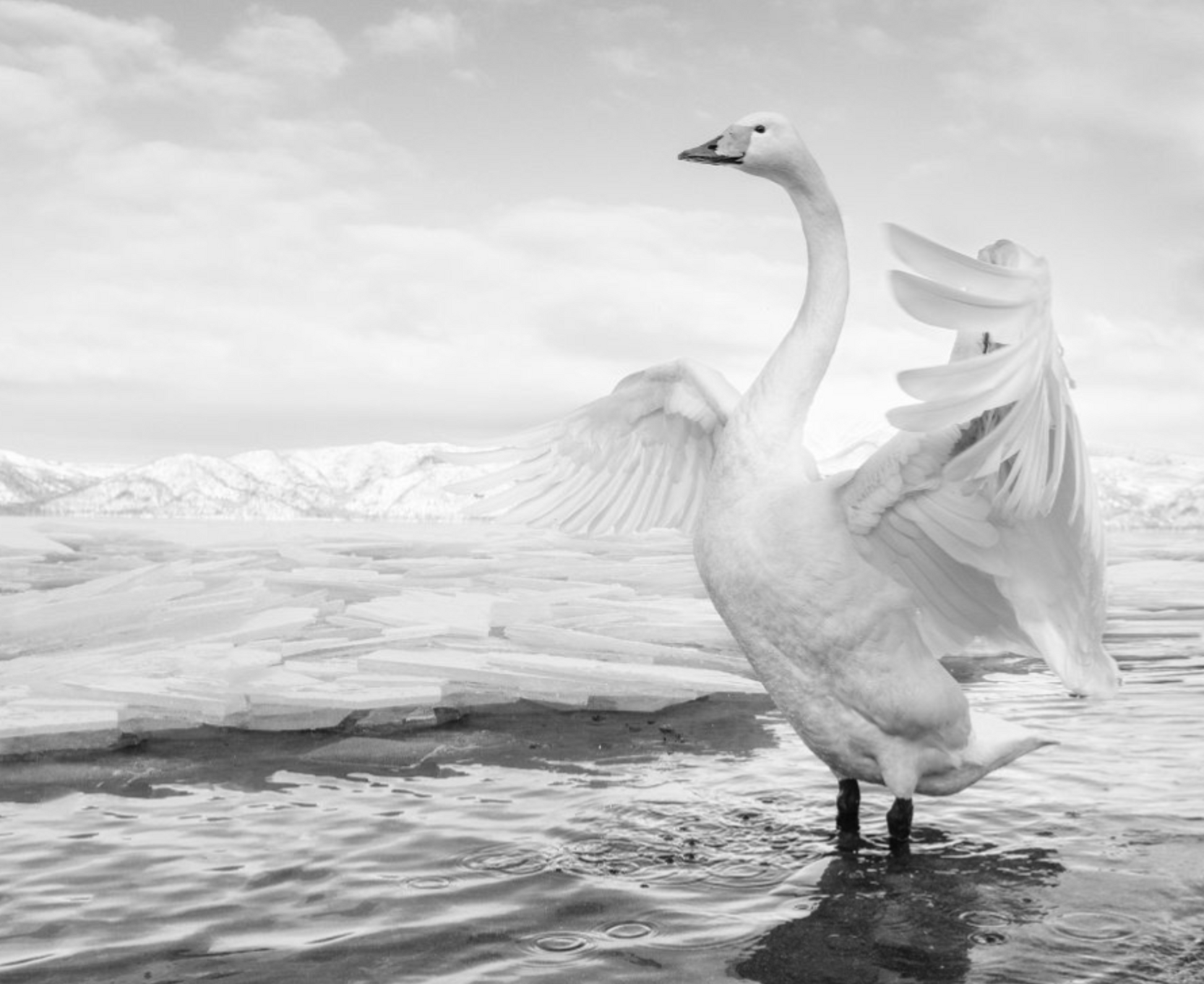 SWAN LAKE-Photographic Print-David Yarrow-Sorrel Sky Gallery