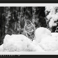 Shackleton-Photographic Print-David Yarrow-Sorrel Sky Gallery