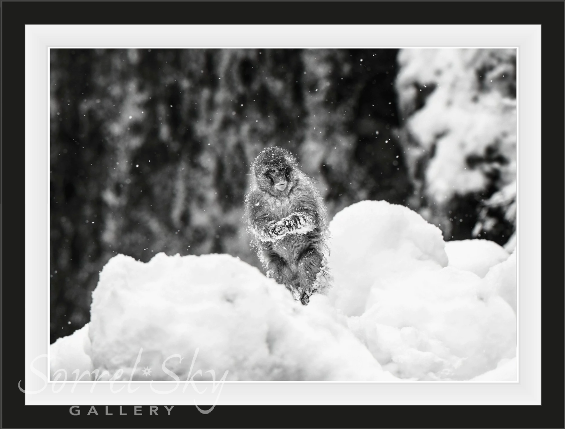 Shackleton-Photographic Print-David Yarrow-Sorrel Sky Gallery