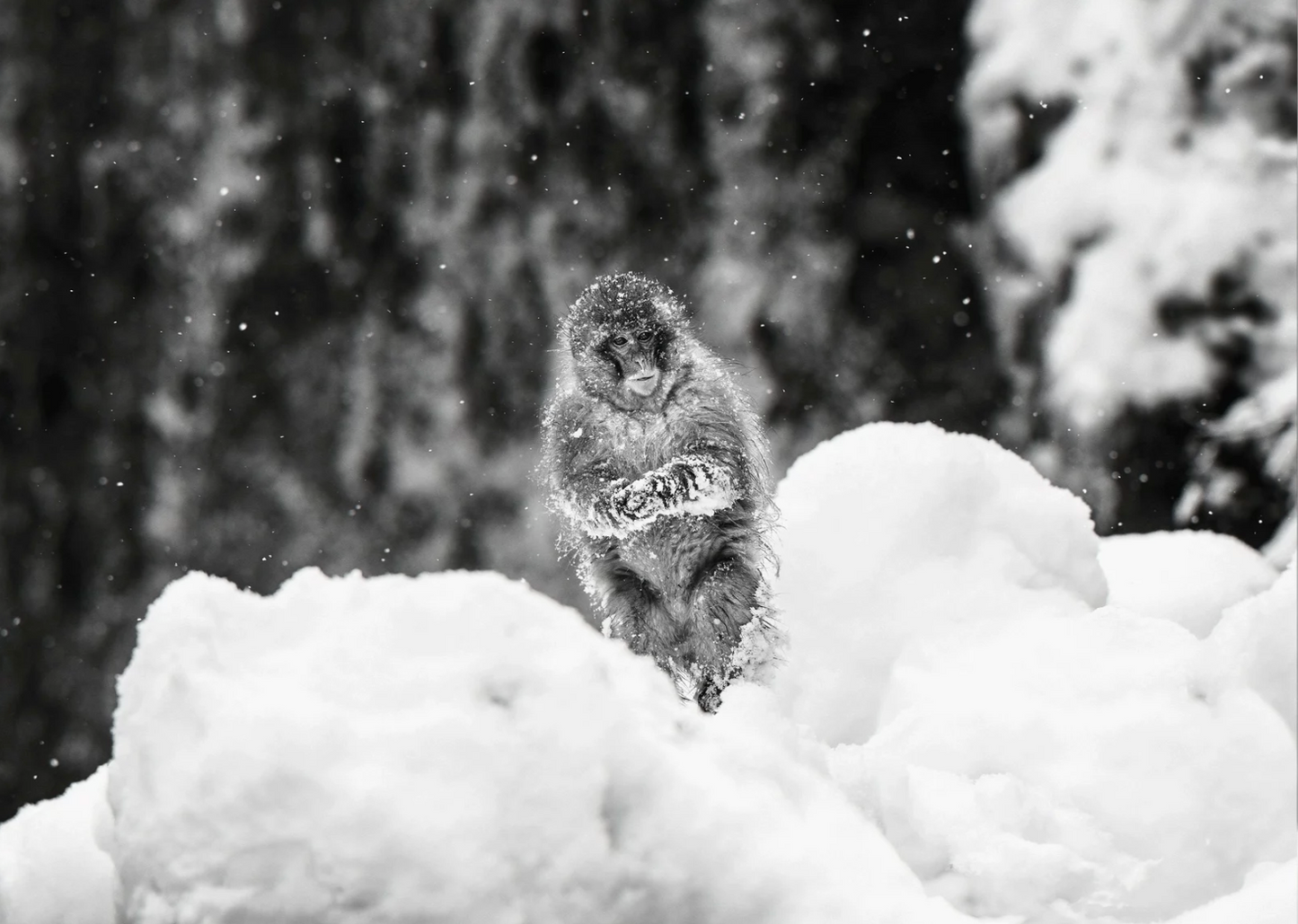 Shackleton-Photographic Print-David Yarrow-Sorrel Sky Gallery