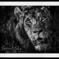 Simba-Photographic Print-David Yarrow-Sorrel Sky Gallery