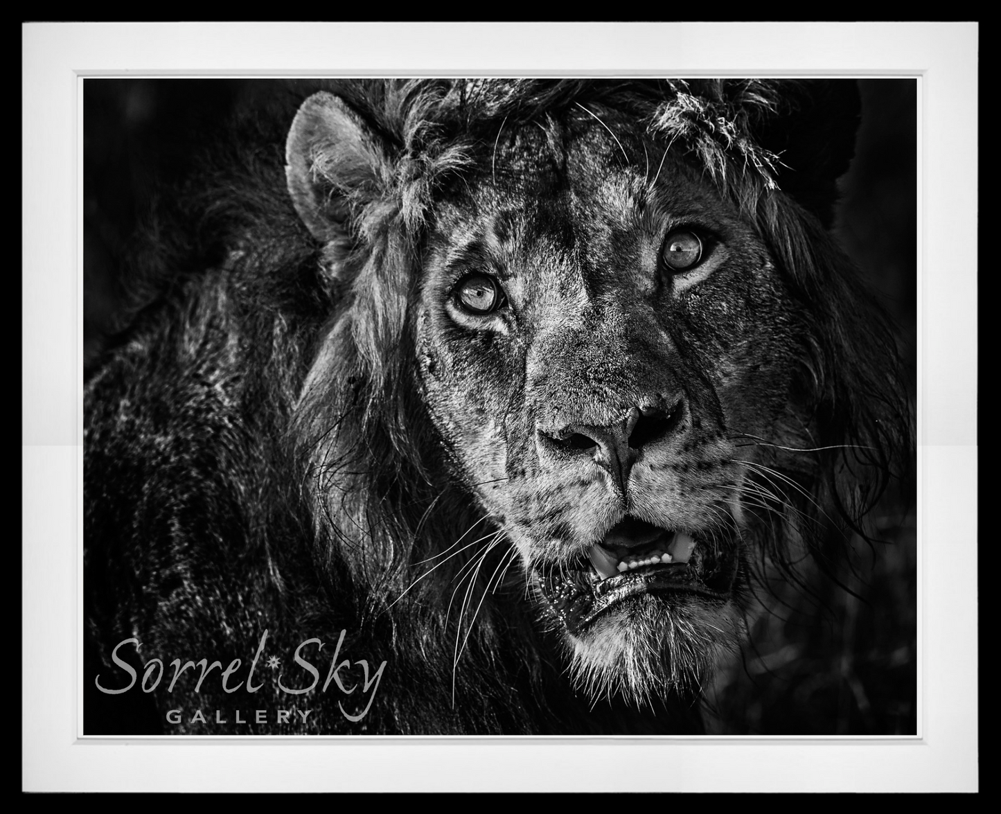 Simba-Photographic Print-David Yarrow-Sorrel Sky Gallery