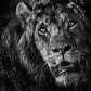 Simba-Photographic Print-David Yarrow-Sorrel Sky Gallery