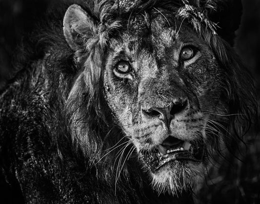 Simba-Photographic Print-David Yarrow-Sorrel Sky Gallery