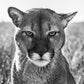 Smokey the Mountain Lion