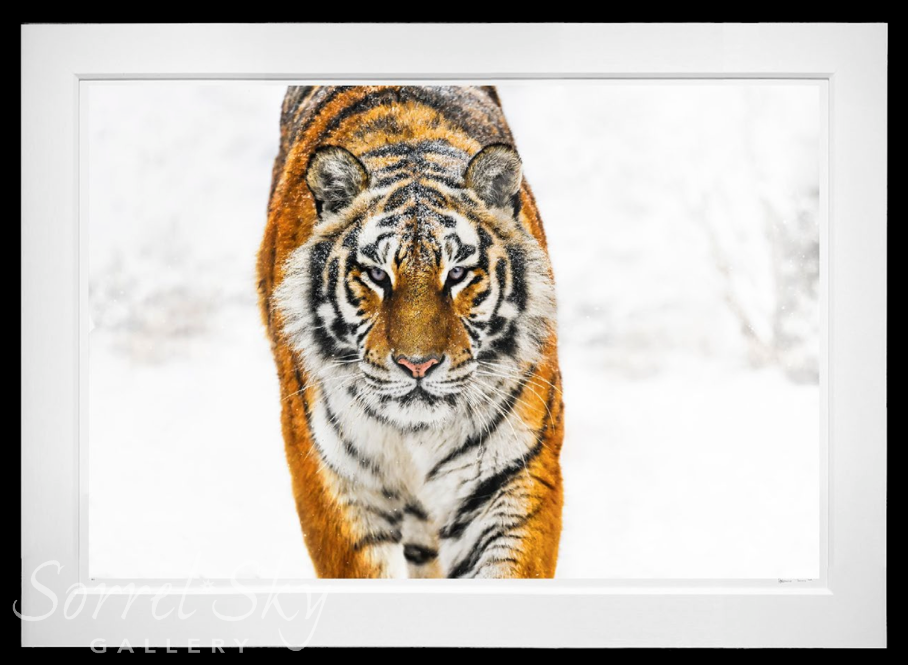 Snowcat-Photographic Print-David Yarrow-Sorrel Sky Gallery