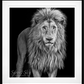 Something's Gotta Give - B&W-Photographic Print-David Yarrow-Sorrel Sky Gallery