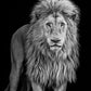 Something's Gotta Give - B&W-Photographic Print-David Yarrow-Sorrel Sky Gallery