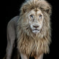 Something's Gotta Give - Colour-Photographic Print-David Yarrow-Sorrel Sky Gallery