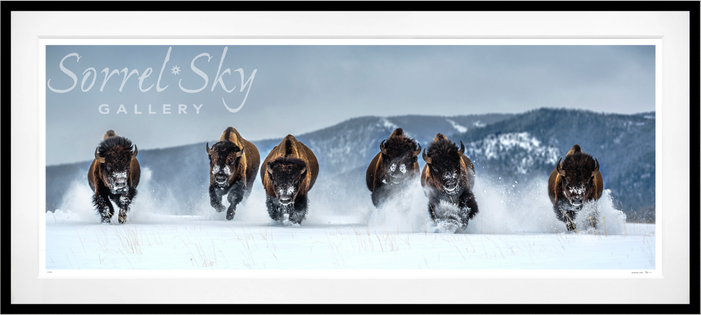 THE BILLS (COLOUR)-Photographic Print-David Yarrow-Sorrel Sky Gallery