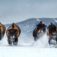 THE BILLS (COLOUR)-Photographic Print-David Yarrow-Sorrel Sky Gallery